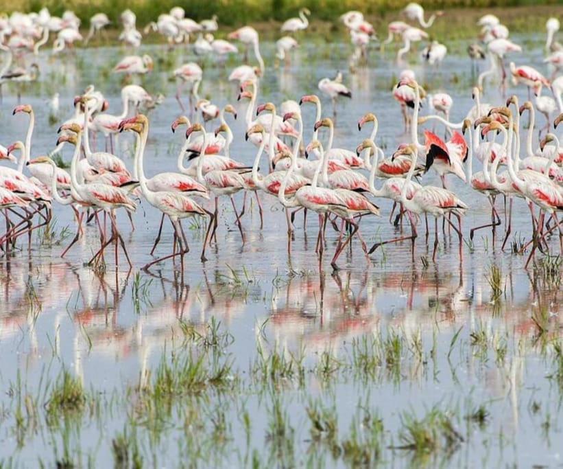 Rincon Del Delta, Apartamento En El Delta Del Ebro, Playa Trabucador Amposta, Tarragona L'Eucaliptus المظهر الخارجي الصورة